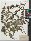 Foto von Salix myrsinifolia Salisb.